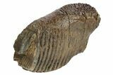 Partial, Fossil Woolly Mammoth Molar - Siberia #235037-2